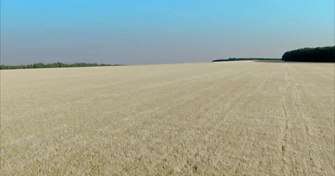 Copter flies over a wheat field, a ripe grain harvest. Golden ears stand in an Stock Footage 166064828