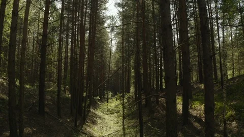 Copter flies through a pine forest and flies under a fallen tree Stock Footage 113516449