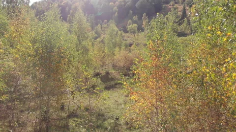 The copter flies through trees, branches and leaves Stock Footage 201360650