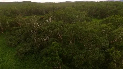 Copter flies tree. Birch Stock Footage 72608408