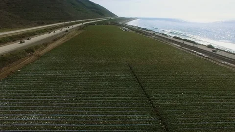 Copter flight over the corn field near the highway and Pacific coast Video stock 80961140