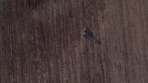Copter flight over the field stock footage, aerial view Stock Footage 85696496