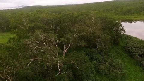 Copter flying above the trees, lake. Flies on the beautiful view of the Stock Footage 72608637