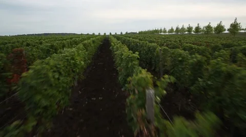 Copter grapes 001 Stock Footage 41063313