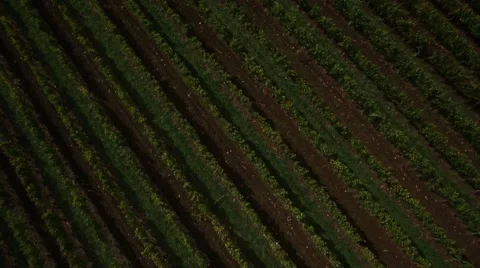 Copter grapes 002 Stock Footage 41590088