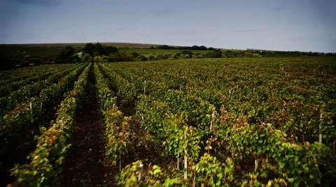 Copter grapes 003 Stock Footage 41590086