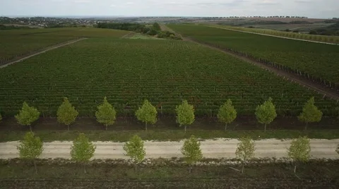 Copter grapes 004 Stock Footage 41590092