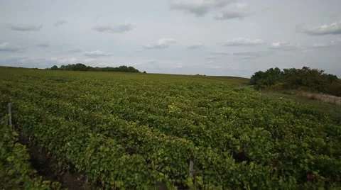 Copter grapes 005 Stock Footage 41590099