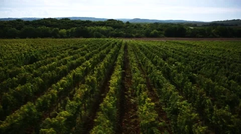 Copter grapes 006 Stock Footage 41590104