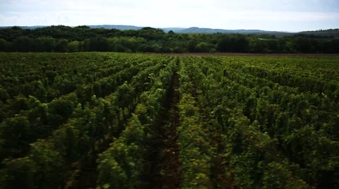 Copter grapes 007 Stock Footage 41590108