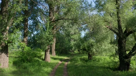 The copter moves away from the trees. Stock Footage 113651204