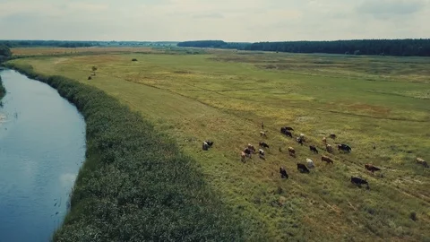 Copter shot below the river and a herd of cows Stock Footage 112308301