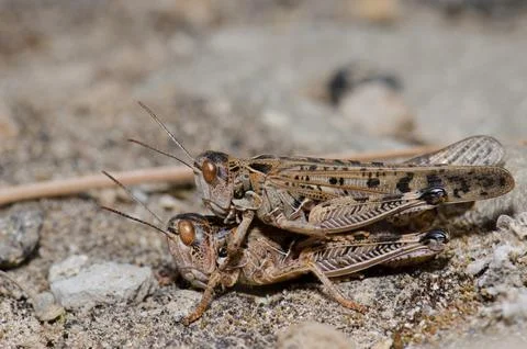 Copula of Moroccan locusts. Stock Photos