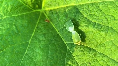Copula of two green stink bugs Nezara viridula 스톡 동영상 282737931