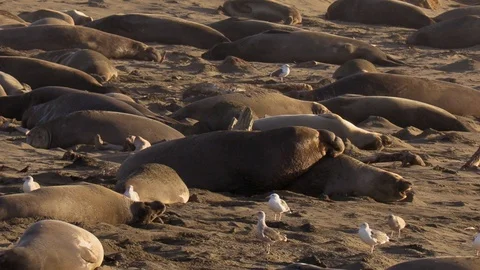 Copulating Elephant Seals bite Видео 100653958