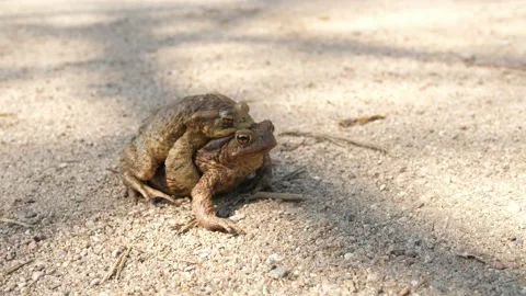 Copulating mating toads frogs go to pond, moving walking to the spring water Vídeo Stock 153430487