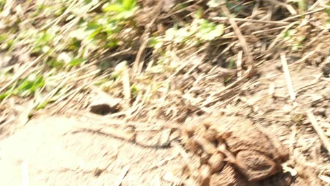 Copulating mating toads frogs go to pond, escaping walking to the spring water Stock Footage 153430576