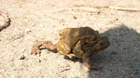 Copulating mating toads frogs pass passing in front of the camera lens Stock Footage 153832741