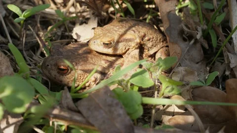Copulating mating toads frogs sir sitting closeup macro leaves in front camera Stock Footage 153832907
