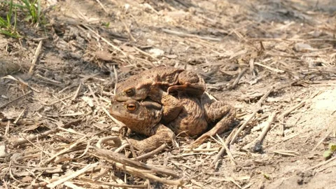 Copulating mating toads frogs sitting and come out go away from camera Stock Footage 153239228