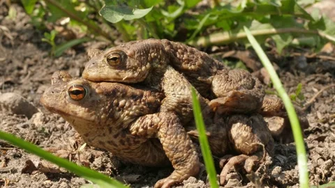 Copulating mating toads frogs sitting in grass close coming out of the frame Stock Footage 153239335