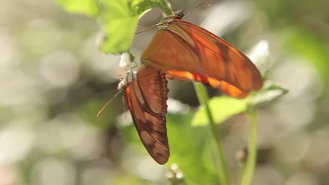 Copulating orange butterflies 스톡 동영상 71369482