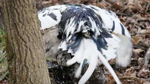 Copulating in slow motion Vídeo Stock 171479779