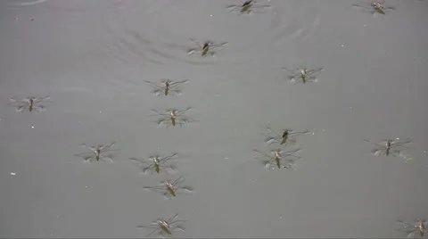 Copulating water striders (Gerris sp.) running on the pond surface Stock Footage 982467