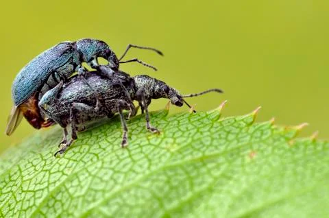 Copulating weevil on leaf Stock Photos