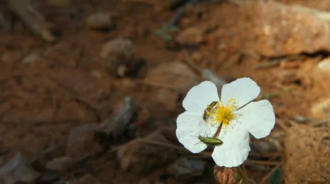 Copulation of Cantharidae 스톡 동영상 711677