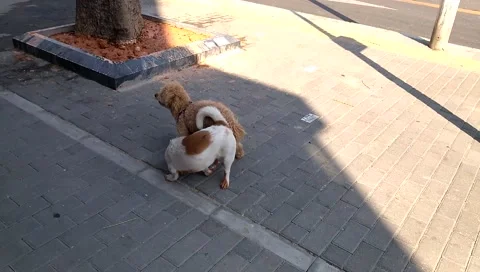 Copulation of a dog in the street Stock Footage 48836880