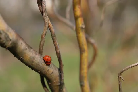 Copulation of ladybugs on a willow. Stock Photos