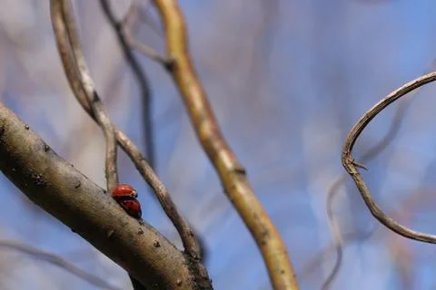 Copulation of ladybugs on a willow. Stock Photos