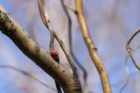 Copulation of ladybugs on a willow. Stock Photos