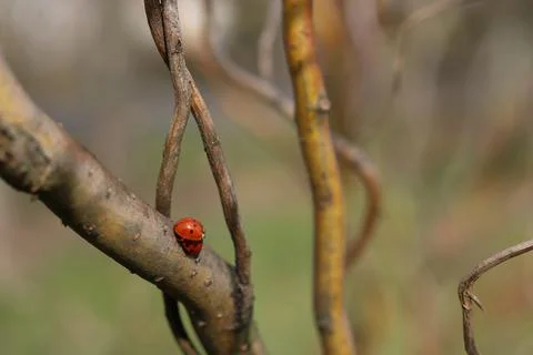 Copulation of ladybugs on a willow. Stock Photos