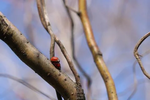 Copulation of ladybugs on a willow. Stock Photos