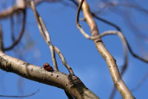 Copulation of ladybugs on a willow. Stock Photos