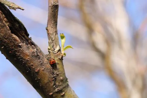 Copulation of ladybugs on a willow. Stock Photos