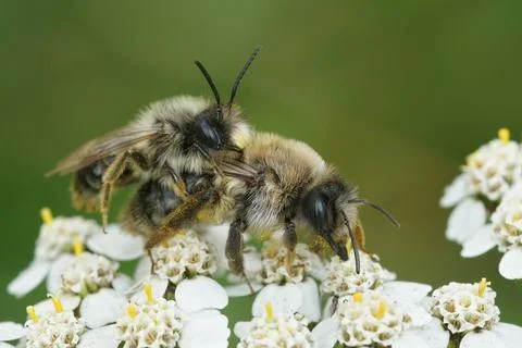Copulation process of the gray mining bees on common yarrow flowers Stock Photos