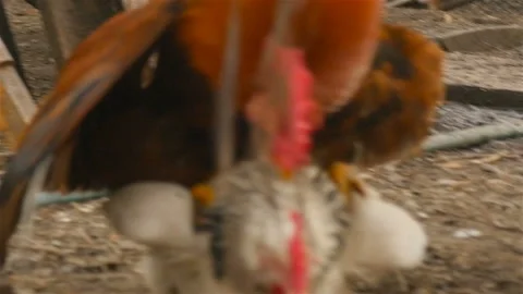 Copulation of rooster and chicken Stock Footage 107739850