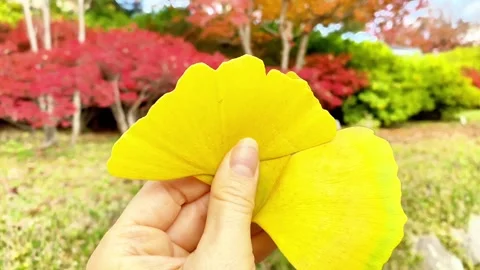 Copy 003943B5-2B28-442C-BF9E-BBCF3E3B62A5 스톡 동영상 334695784
