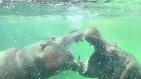 Copy 177A6DC7-4BD7-4657-B668-B3871391B40A Video stock 321753694