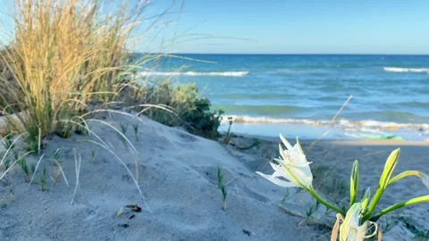 Copy 395AA926-E5AB-449B-B4DF-7A4DB0002AB9 Stock Footage 326300536