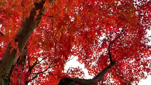 Copy 620B0090-101E-40F7-8784-DC273EFEB52B 스톡 동영상 334695788