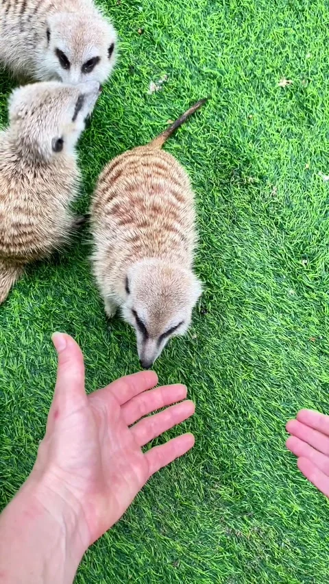 Copy 783EBAA7-3E11-4E11-9E9F-7C767A3B2D11 Video stock 321692759