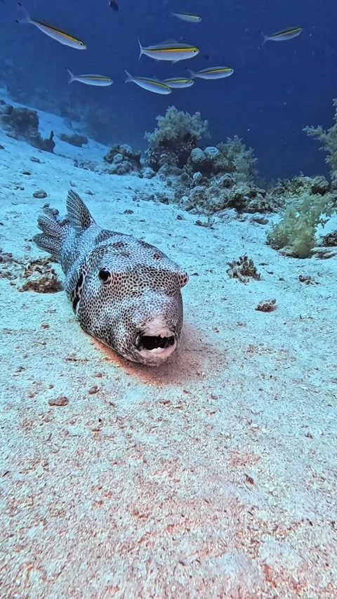 Copy B35F2CC4-79D0-40C7-BF31-B7892FAD31F3 Stock Footage 319437733