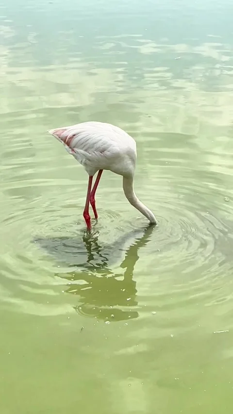 Copy B5A82D78-E60E-46AA-B14C-341C2B5D9E5F Видео 332449125