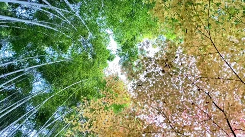 Copy C929085A-D4BE-42C0-A7D2-506108997178 Stock Footage 334719318