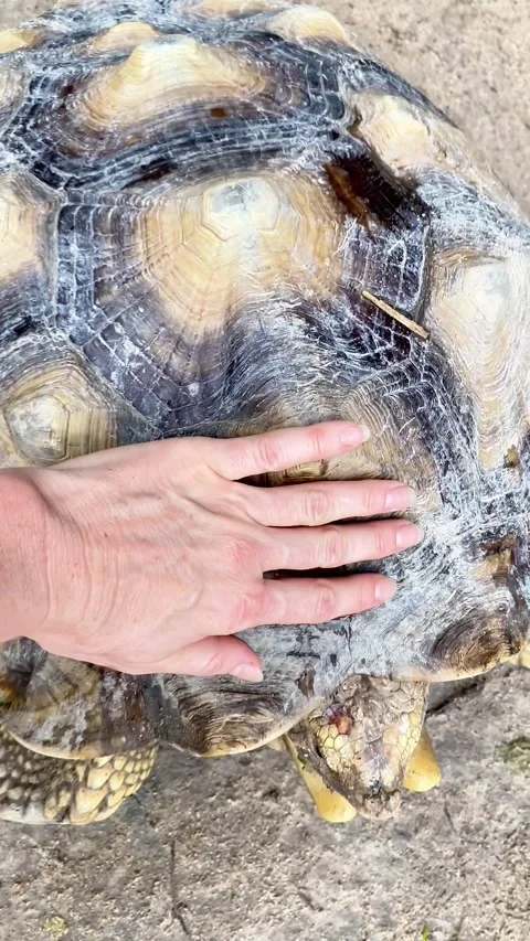 Copy D8670A5B-554C-4E8F-A86F-DB21CD29B11E Stock Footage 321753731