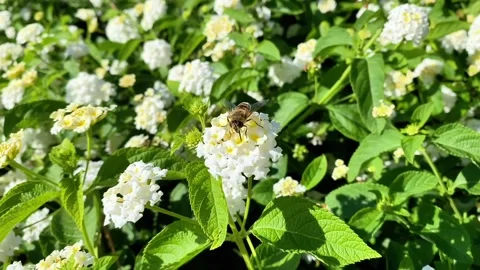 Copy E154BC34-99F5-466C-835D-4A24BFB6E6EF Video stock 321692676